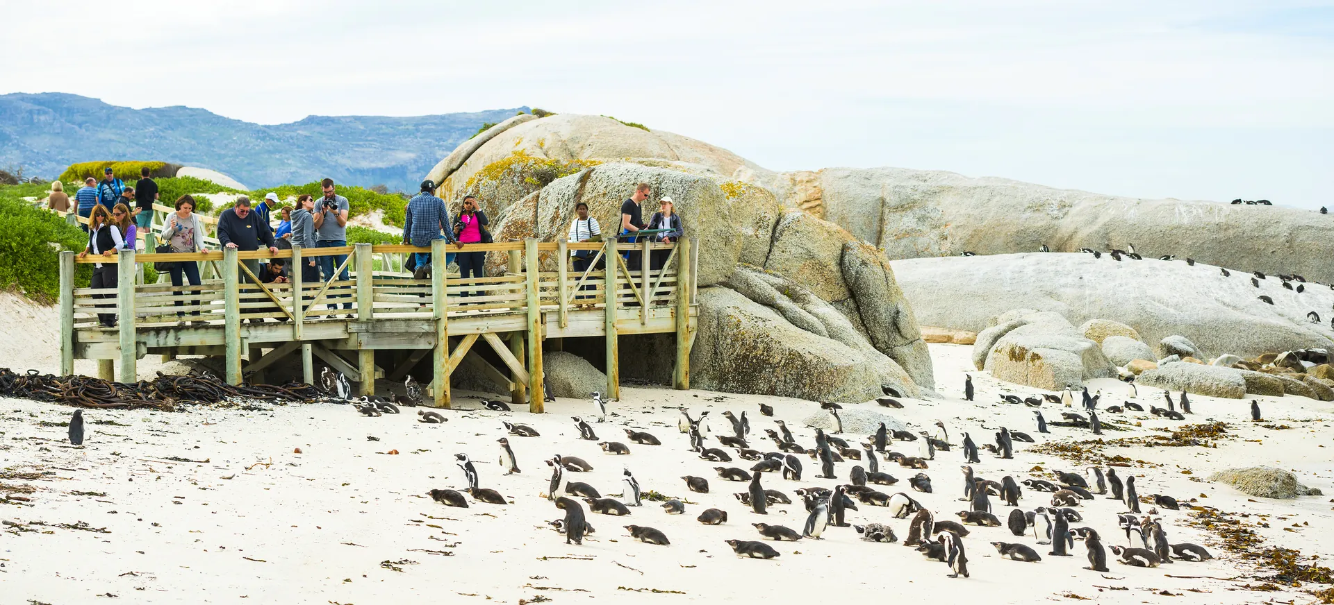 Visitors on the boardwalk above the penguin colony at Boulders Beach