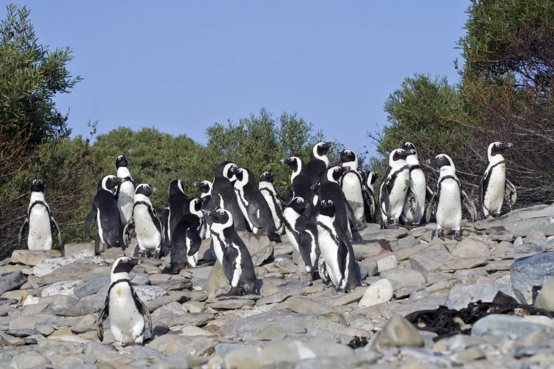 A colony of African penguins among the rocks on Robben Island