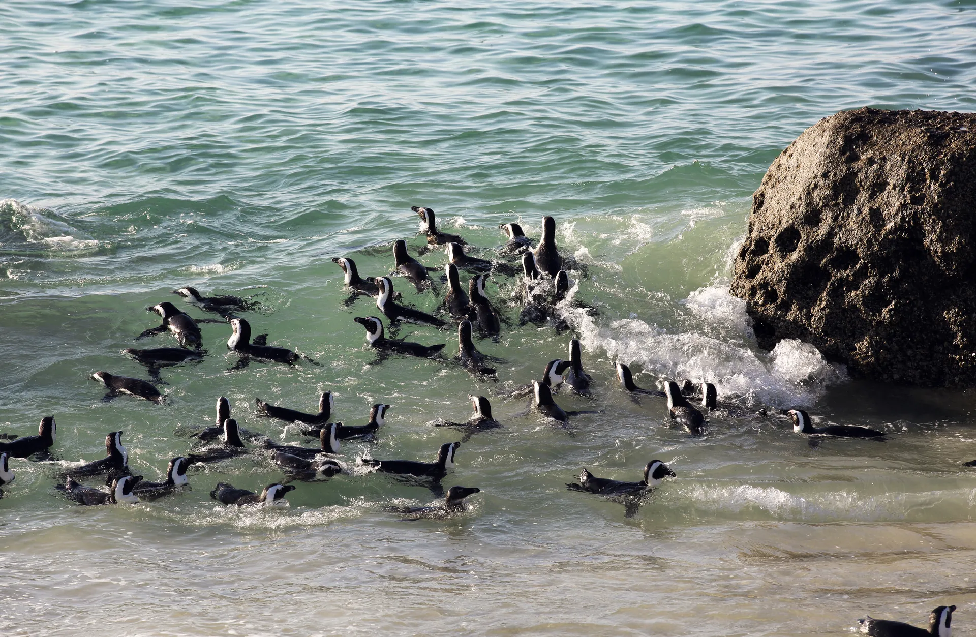 African penguins swimming in the surf