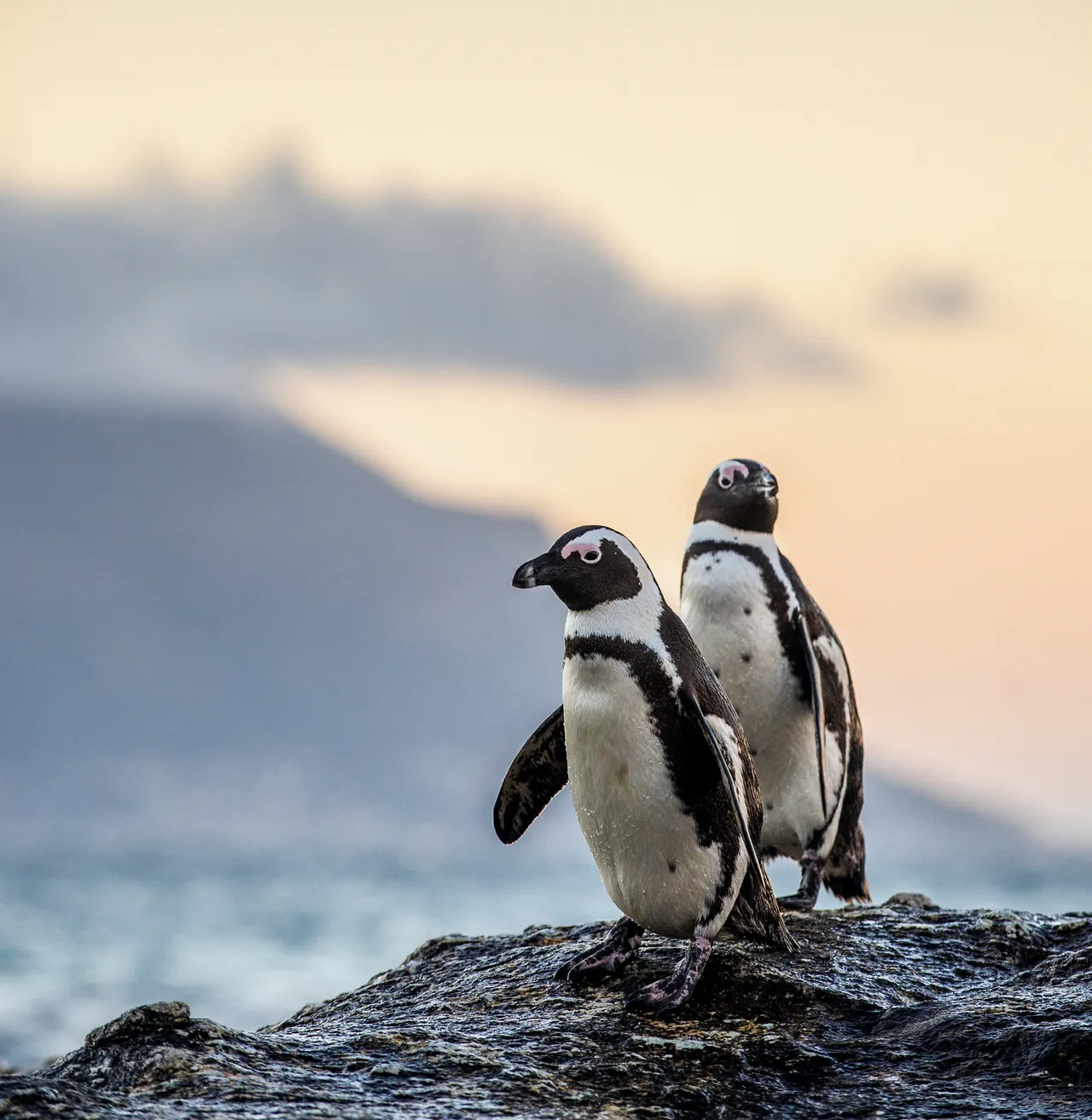 Two African penguins on a rock at dusk