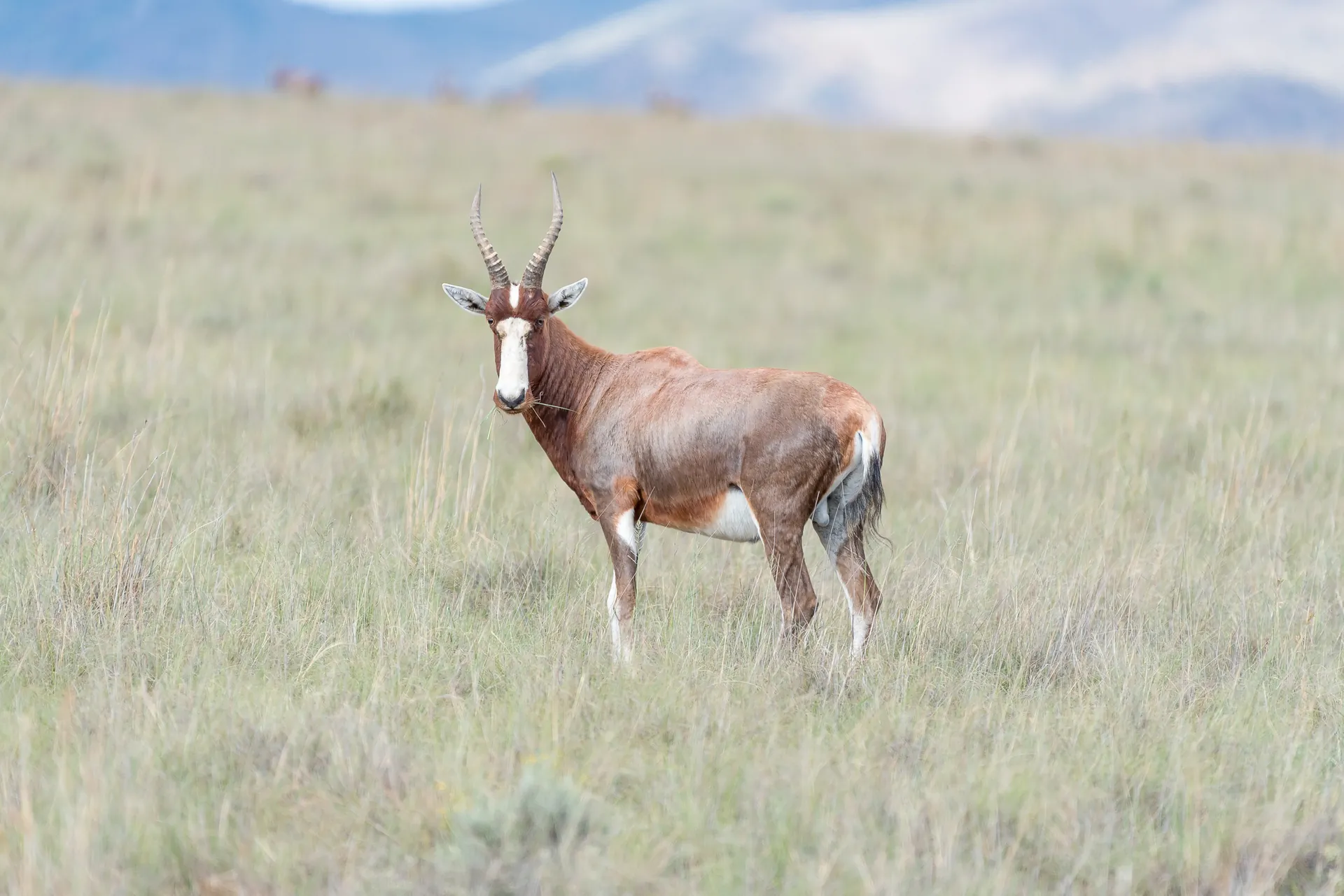 A bontebok antelope standing in the grass