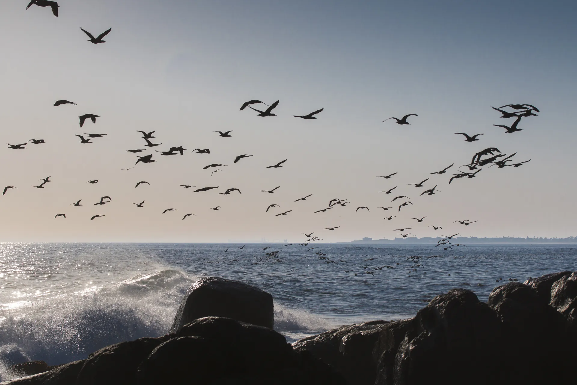 A flock of Cape cormorants flying low over the surf
